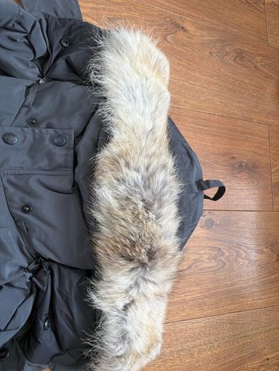 canada goose