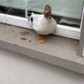 Call ducks Image 5