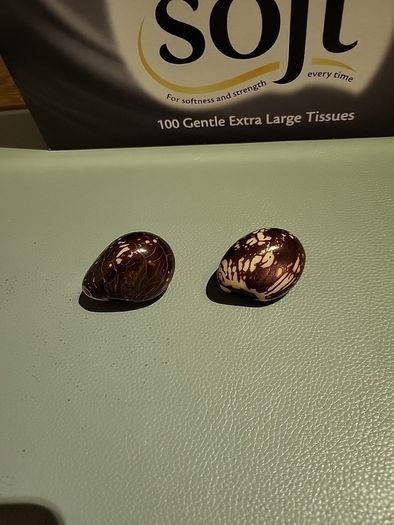 Tagua nuts