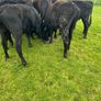 Yearling Heifers Aa & Hd Image 6