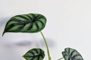 Alocasia Dragon Scale Plant