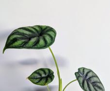 Alocasia Dragon Scale Plant
