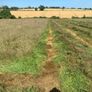 Round bales of hay (No fert, sprays or slurry ) Image 5