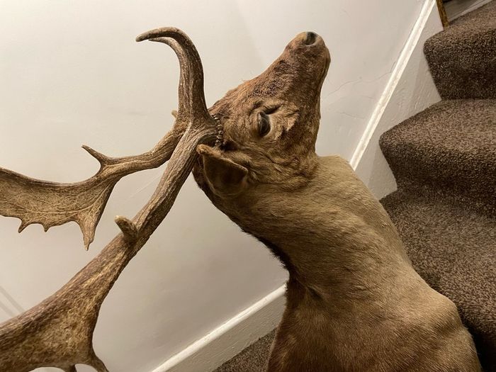 Fallow buck deer stag shoulder mount taxidermy 3