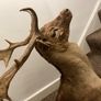 Fallow buck deer stag shoulder mount taxidermy 3 Image 7