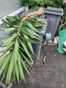 palmtree stem