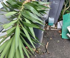 palmtree stem