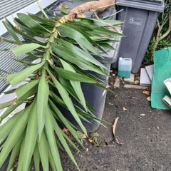 palmtree stem