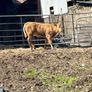 Charolais bull Image 6