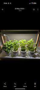 Auk Mini Herb Garden