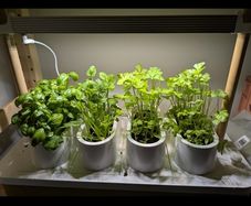 Auk Mini Herb Garden