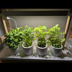 Auk Mini Herb Garden