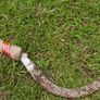 Vintage hand sickle Big primitive farm tools Vintage hand carved tool Image 5