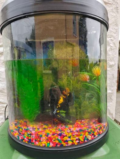 Fish Tank