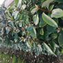 Elaeagnus Hedging Image 6