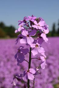 (D) Dames's Rocket seeds 1g (440102)
