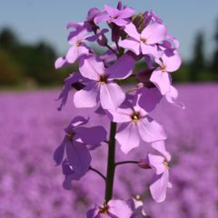 (D) Dames's Rocket seeds 1g (440102)