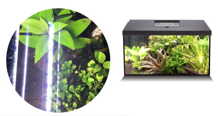 Aquael LEDDY Tube Day&Night 7W