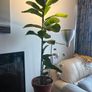 Ficus Bambino (Dwarf Fiddle Leaf Fig) in Terracotta Pot with Saucer Image 5