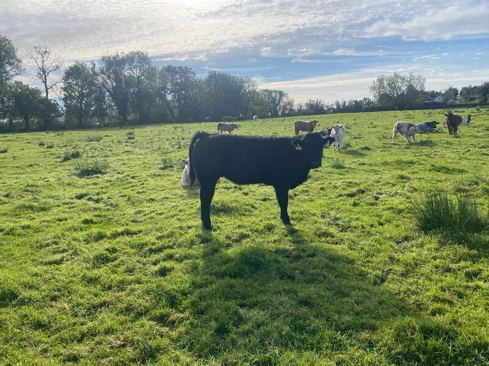 Organic weanlings Elphin Mart