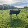Organic weanlings Elphin Mart Image 10