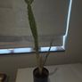 Cactus Image 4