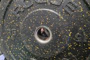 Rogue bumper plates 15kg