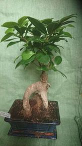 Ginseng Bonsai