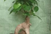 Ginseng Bonsai