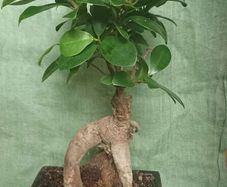 Ginseng Bonsai