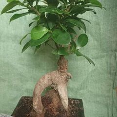 Ginseng Bonsai