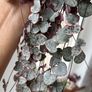 Variegated String of hearts Image 5