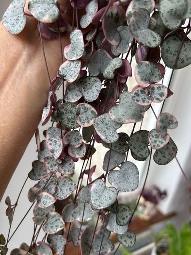 Variegated String of hearts
