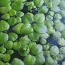 Amazon Frogbit - floating plants Image 2