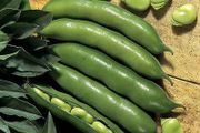 (B) Broad Bean Witkiem seeds 15g (124404)