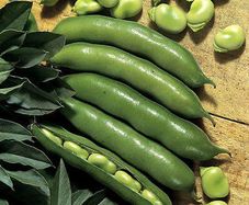 (B) Broad Bean Witkiem seeds 15g (124404)