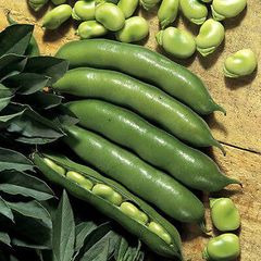 (B) Broad Bean Witkiem seeds 15g (124404)