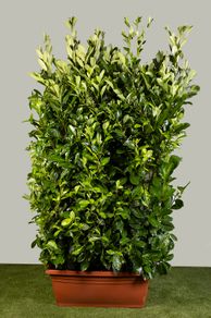 Cherry Laurel - Instant Hedge