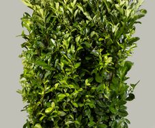 Cherry Laurel - Instant Hedge