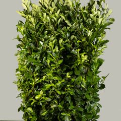Cherry Laurel - Instant Hedge