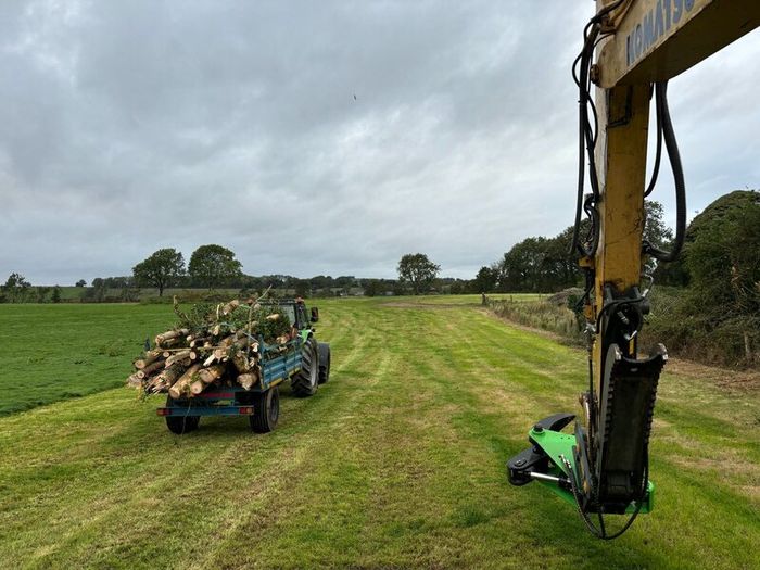 Tree felling