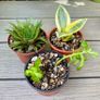Succulent Cacti Plant Collection Image 2