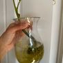 Various House Plants and Cuttings Image 6