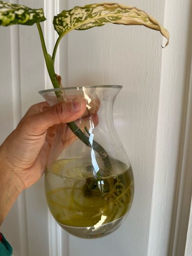 Various House Plants and Cuttings