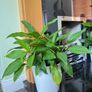 White lilies plants Image 2