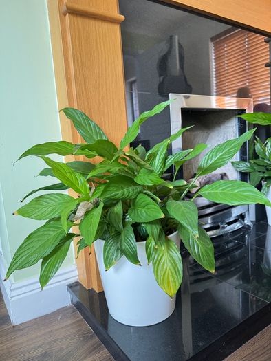White lilies plants