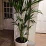 kentia palm Image 3