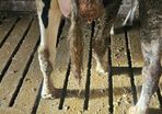 Dairy cows and heifers