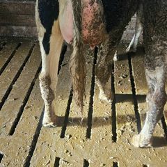 Dairy cows and heifers