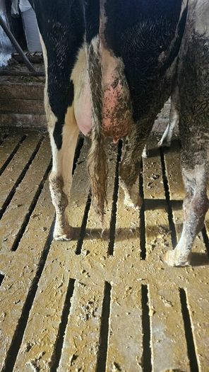 Dairy cows and heifers
